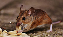 24 Hour & Emergency Exterminators in West Salem, WI
